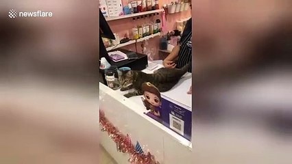 'Cheetah' cat shows off her incredible jumps across tables and high fives owner