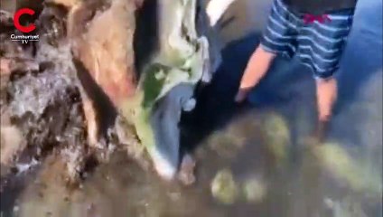 Deniz kıyısında devasa kemikler bulundu