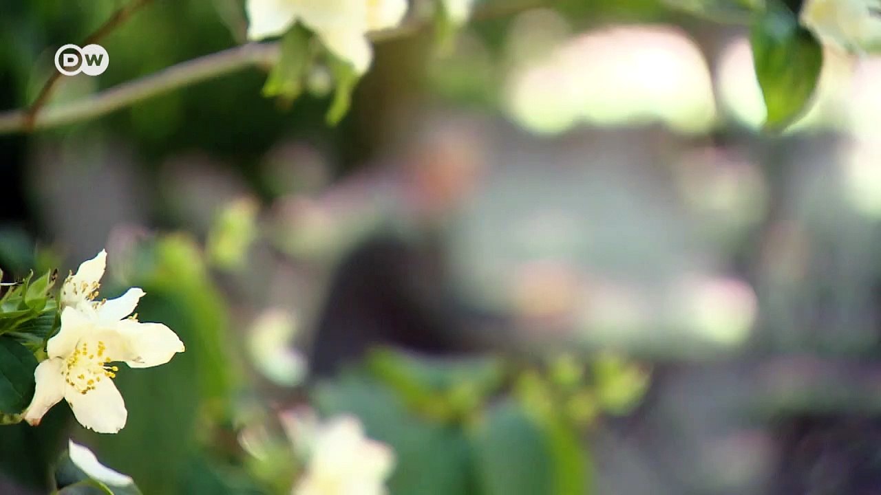 Finanzanlage CO2 | Made in Germany