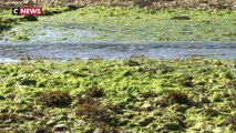 Algues vertes : mort suspecte d'un jeune ostréiculteur en Bretagne