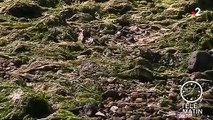 Bretagne : alerte aux algues vertes