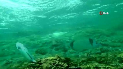 Oltaya yakalanan balığı kurtardı, öperek uğurladı