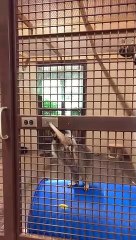 Jour/Nuit avec un raton laveur