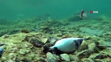 Oltaya yakalanan balığı kurtardı, öperek uğurladı