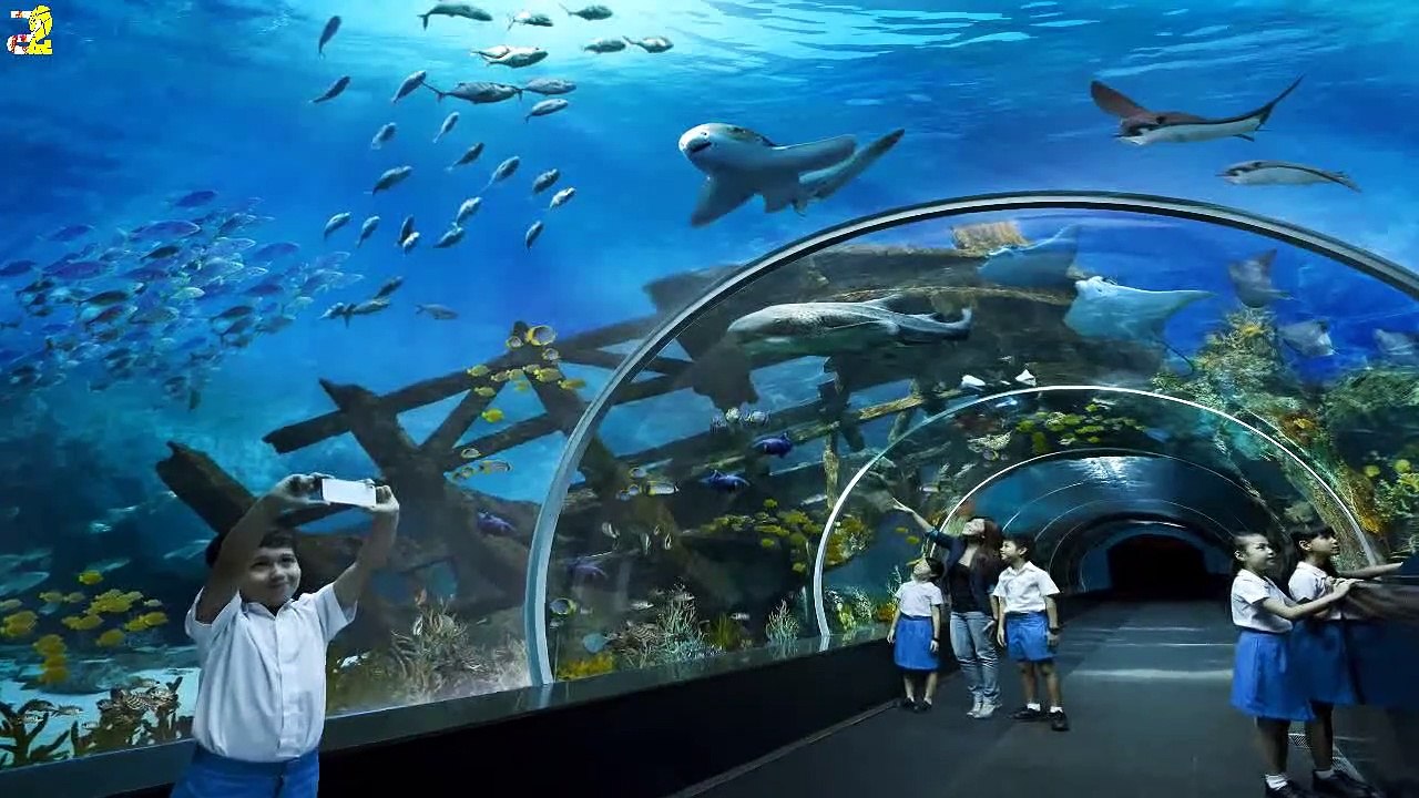مخلوقات عجيبة اكتُشِفت على الشاطئ