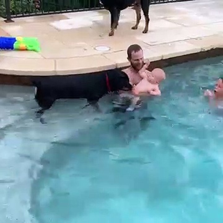 Rottweiler Sauveteur