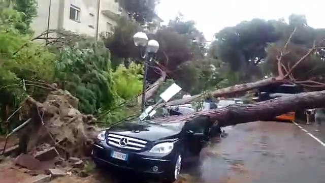Milano Marittima (RA) - Vento abbatte pini, alberi su strade, auto e autobus (10.07.19)
