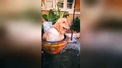 Golden retriever cools off inside clay basin in Thailand