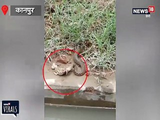कानपुर: कोबरा और मेंढक की जबरदस्त लड़ाई का VIDEO VIRAL