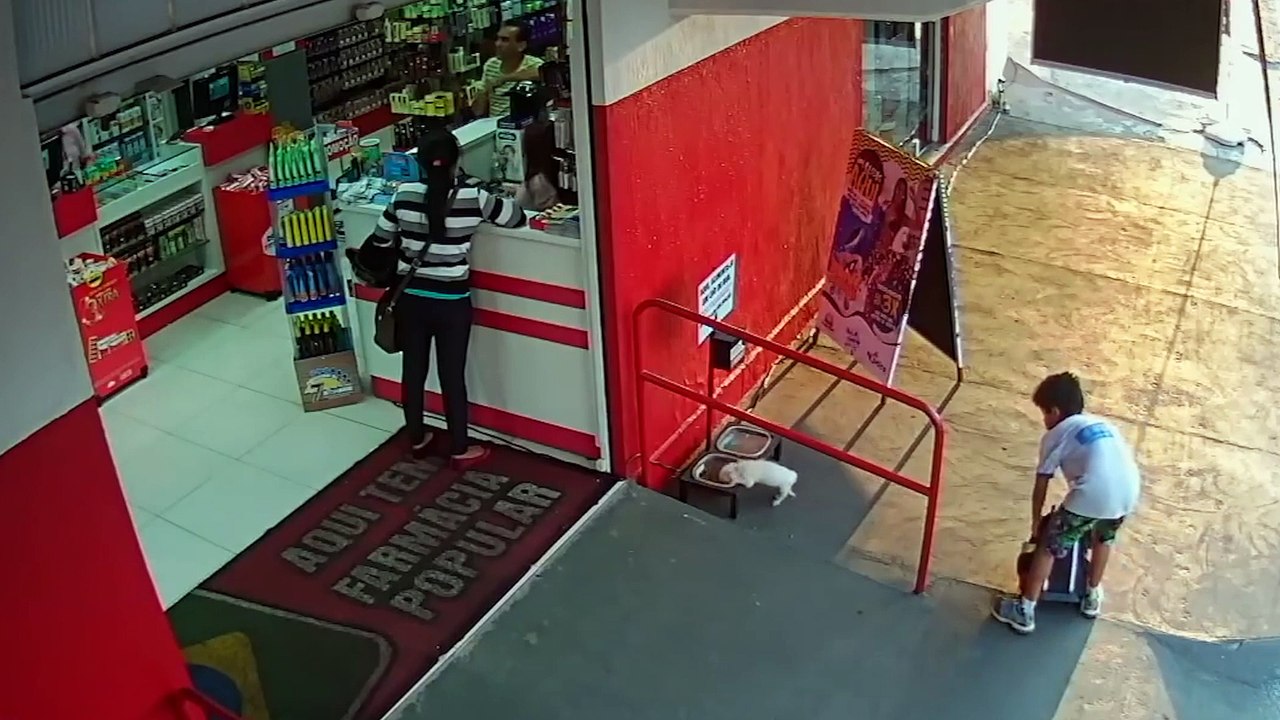 Un enfant trouve un chiot et lui sauve la vie en l'abandonnant devant un magasin