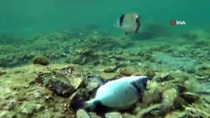 Oltaya yakalanan balığı kurtardı, öperek uğurladı