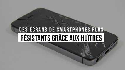 Nos smartphones pourraient bientôt être indestructibles grâce aux huîtres