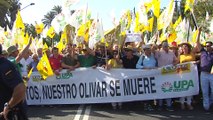 Miles de olivareros andaluces exigen un precio justo del aceite