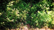 Welcome To The World Of Animal Odd Couples (Wild Life Documentary)