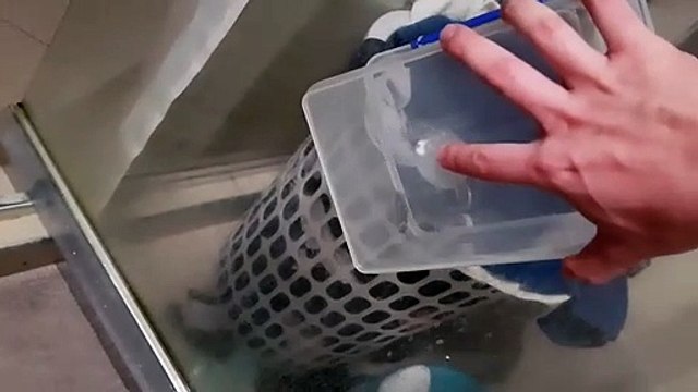 Une araignée capture un gros cafard pour son repas