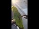 Parrot Laughs Hysterically During Bike Ride With Owner