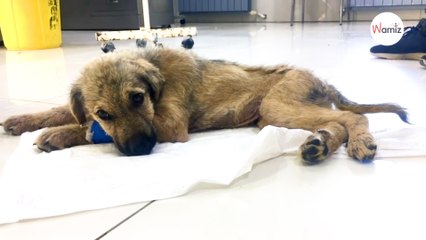 Ils roulent sur un chiot errant par sadisme et le laissent pour mort, un miracle se produit !