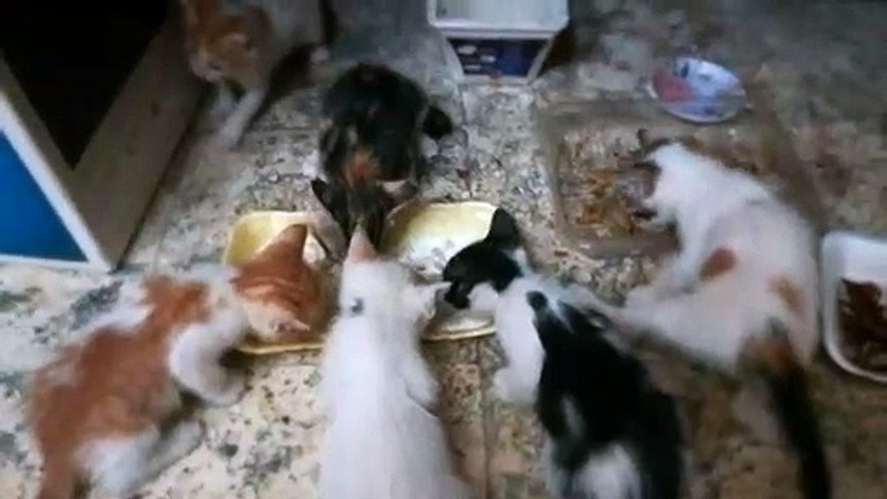 Milky Kitty Breakfast For New Born