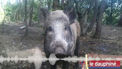 La justice a décidé d’arracher Nonotte, une laie apprivoisée, à sa propriétaire.