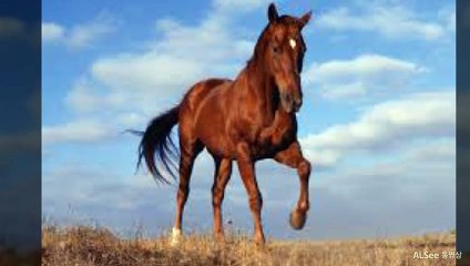 순천출장안마 ト출장샤워う ｛카톡UV73｝순천전지역출장안마 순천오피걸 순천출장샵 순천출장안마 순천콜걸샵 출장마사지モムり