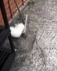 Ce magnifique chaton blanc va se salir sur le sable. Regardez !