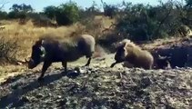 Cette famille de phacochères quitte son antre lorsque le léopard attaque. Touchant !