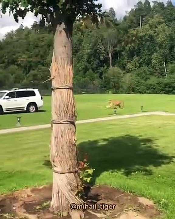 Quand un tigre poursuit son maître dans sa voiture, voici ce que ça donne !