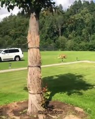 Quand un tigre poursuit son maître dans sa voiture, voici ce que ça donne !