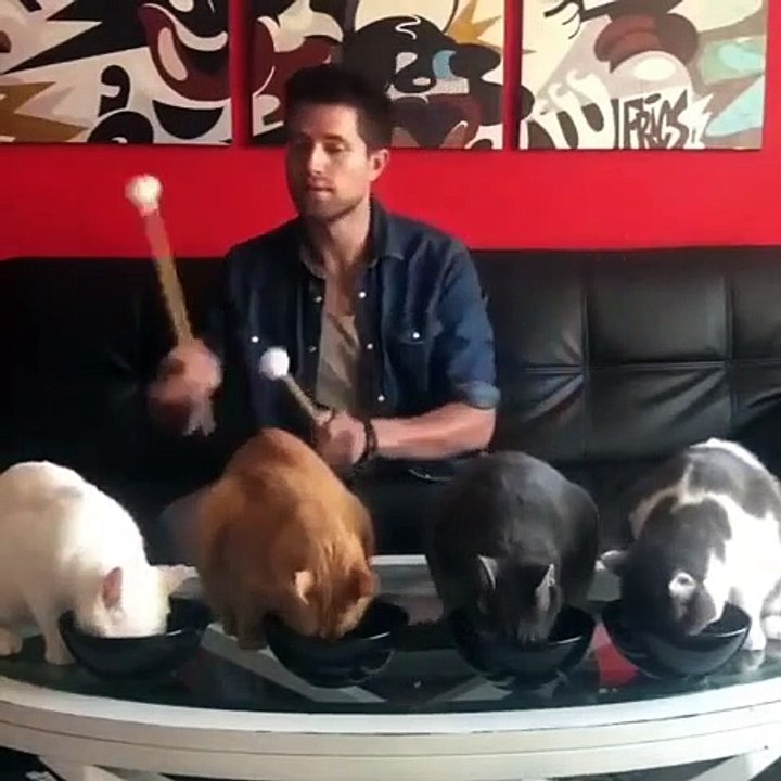 Cet homme utilise des chats comme instruments de musique. Hilarant !