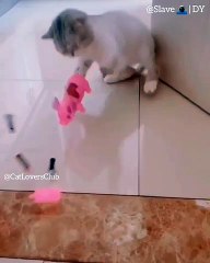 La réaction de ce chat face à son nouveau jouet est trop marrante. A voir !