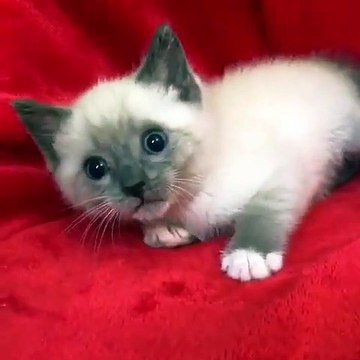 Regardez comment ce chat réclame des caresses. Trop chou !