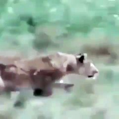 Époustouflant ! Admirez la rapidité avec laquelle cette lionne attaque !