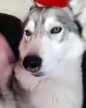La réaction de ce husky quand on lui touche l'oreille est trop marrante. Regardez !