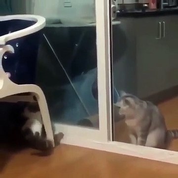 Quand un chat peureux essaie de jouer avec une chatte en colère. Hilarant !
