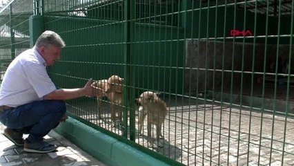 Bursa Sokak hayvanları için bir araya geldiler