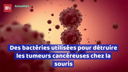 Des bactéries utilisées pour détruire les tumeurs cancéreuses chez la souris