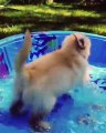 Ce chiot sautille de joie dans sa petite piscine. Trop mimi !