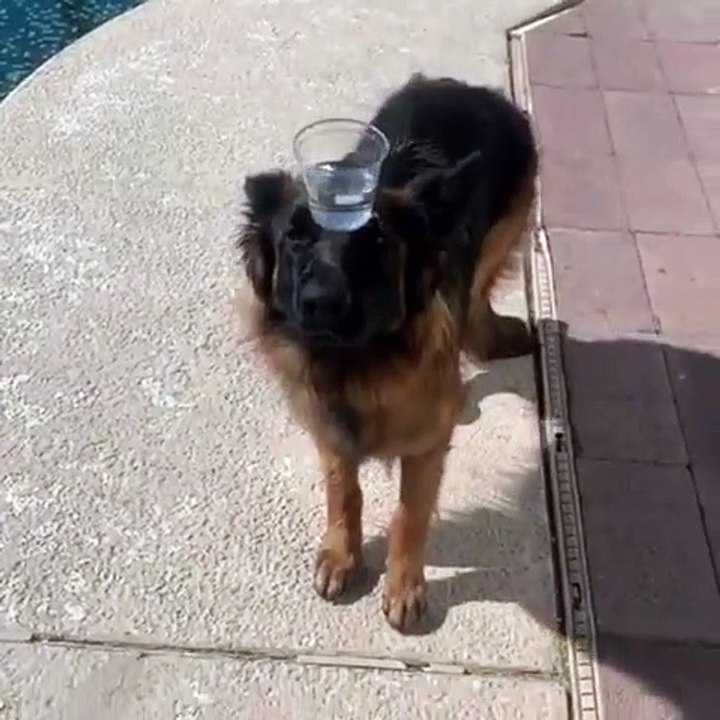 Ce chien est incroyablement serviable. Regardez ce qu'il fait !