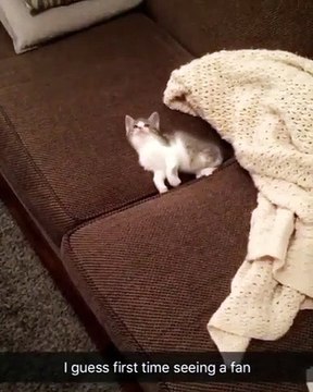 Chaton voit pour la première fois un ventilo. Hilarant !