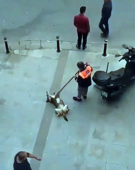 Ce chien fait tout pour qu'on lui gratte le ventre. Regardez ça !