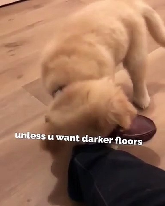 Ce mignon chiot joue à un jeu très risqué. Rega...
