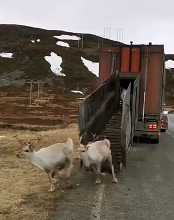 Quand c'est enfin l’été dans le nord de la Norvège, voici comment les animaux réagissent !