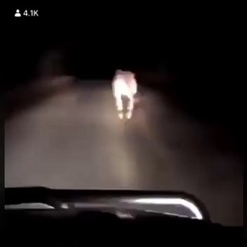 La fin de cette vidéo va vous faire éclater de rire. Ce que va faire cette biche est trop drôle !