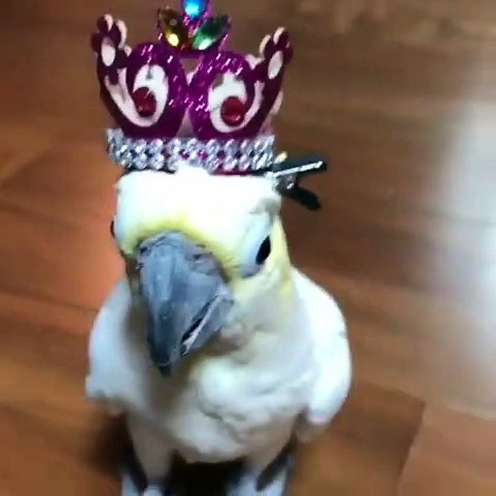 Admirez le roi des oiseaux avec sa couronne. Tout mignon !