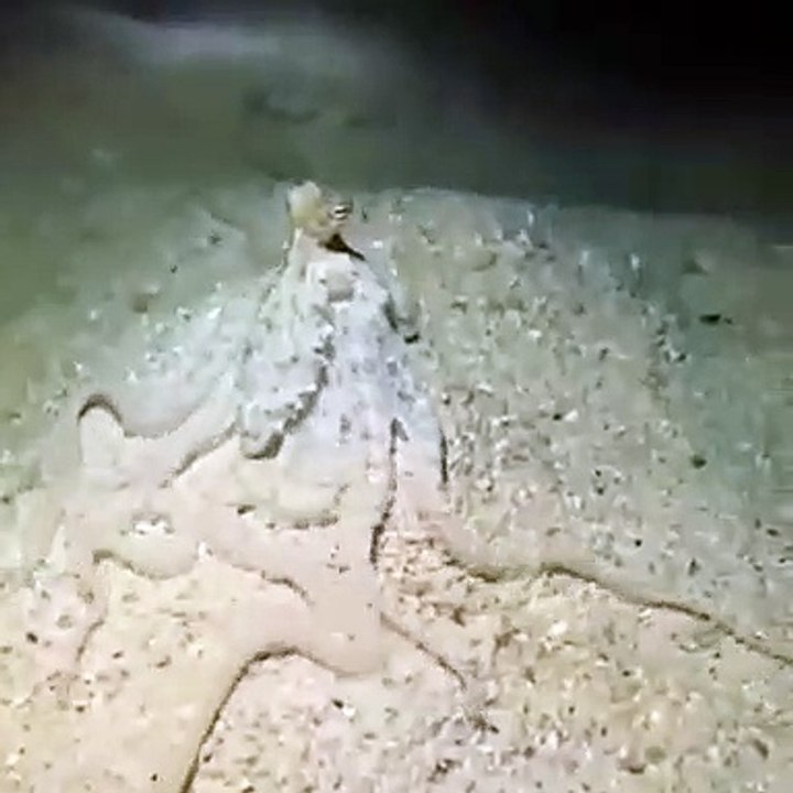 Le camouflage de cette poulpe est tout simplement incroyable! Regardez !