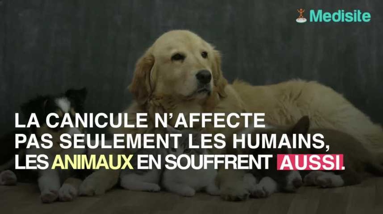 Canicule et animaux : comment protéger son chien ou son chat de la chaleur ?