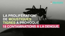 Provence-Alpes-Côte d’Azur : 18 cas de dengues viennent d’être recensés