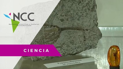 Cuatro eras geológicas de muestran en museo de Brasil