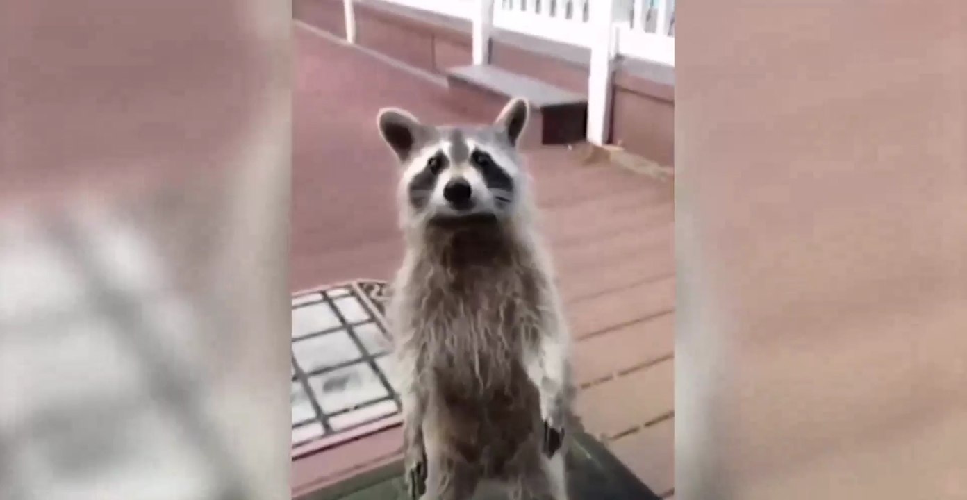 Funniest Animals  - Try Not To Laugh - Funny Domestic And Wild Animals' Life