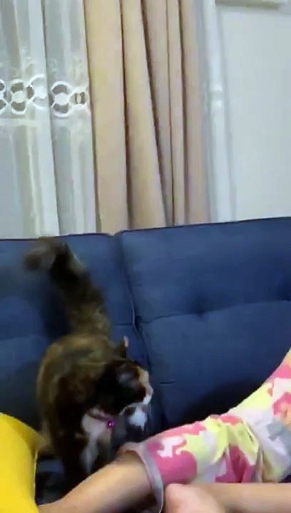 High Climbing Kitty Causes Chaos